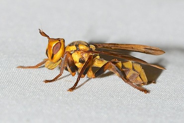 �եȥϥ���ɥ��Х�20250724