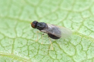 Pachygaster°�ΰ��20170612