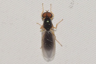 Cephalochrysa stenogaster20230613