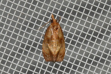 ��⥮�����ۥ��ϥޥ�20210617