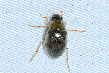 ���ޥե��ॷ20250707