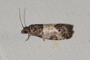 ��󥴥����ҥ�ҥ�ϥޥ���a20210703