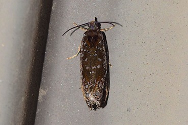 �Х饮�󥪥ӥҥ�ϥޥ�20210621