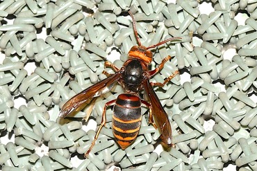 ��󥹥���Х�20251002