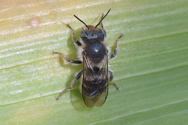 マイマイツツハナバチ♀20230401