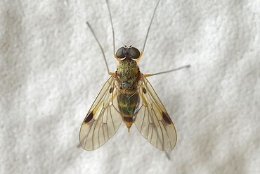 ���󥸥祦������������20230607