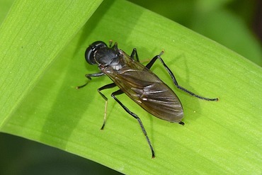 Ptecticus tenebrifer20180607