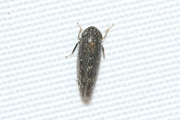 Ophiola russeola 20260729