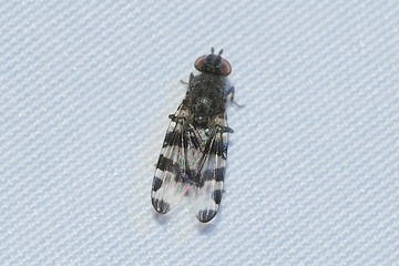 P. millepunctata20260711���Ĥ�Ļ��ë��