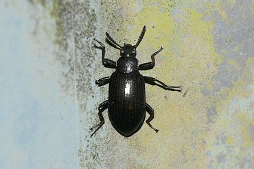 ���ĥ�ҥᥭ�ޥ���ɥ�20250901