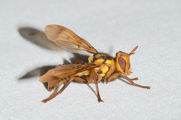 �����ϥ���ɥ��Х�L20250728