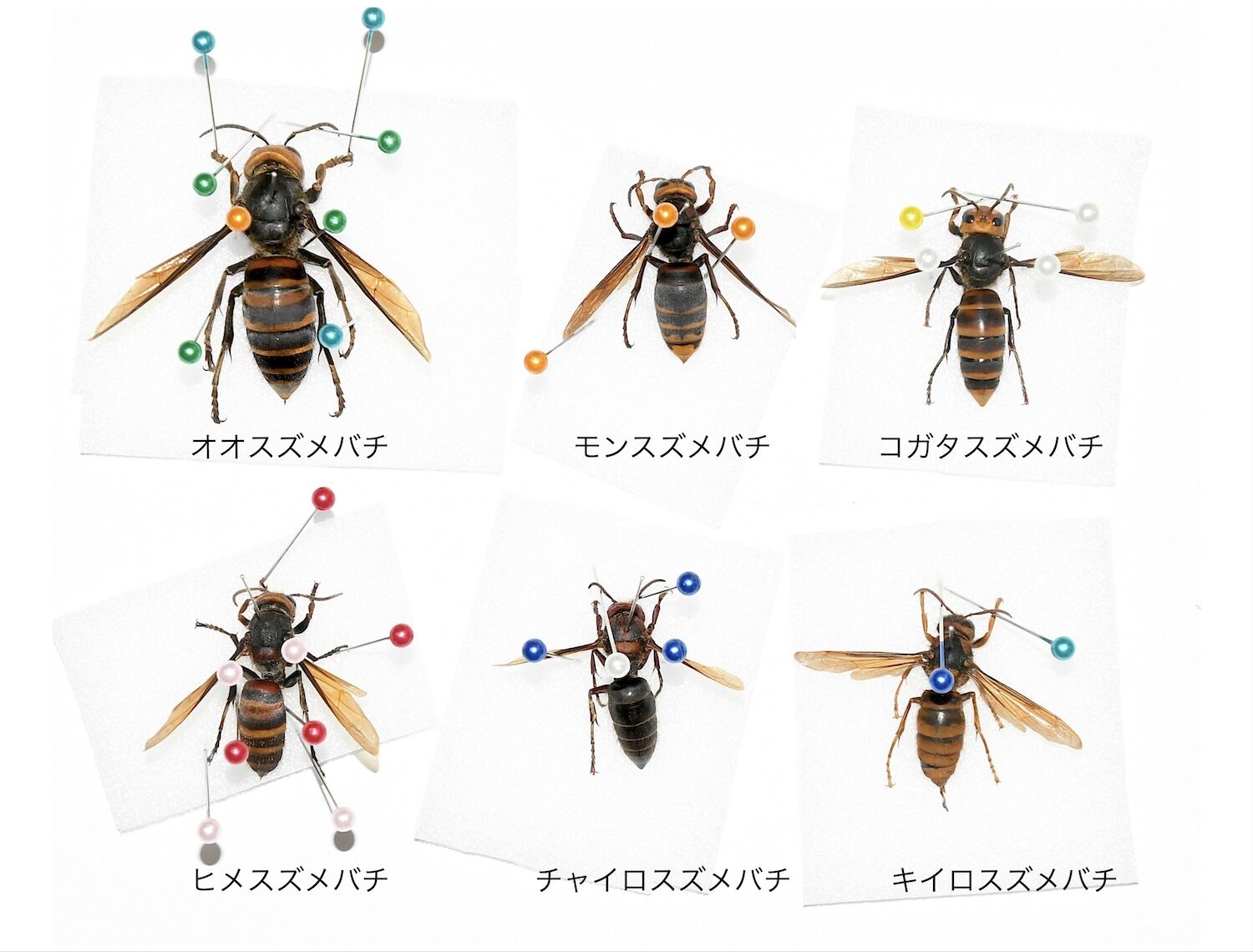 スズメバチトラップ2026 自然誌（274） : 山中比叡平の防災