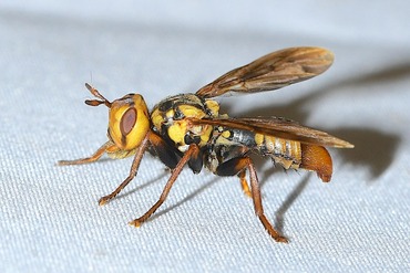 �եȥϥ���ɥ��Х�L20250704