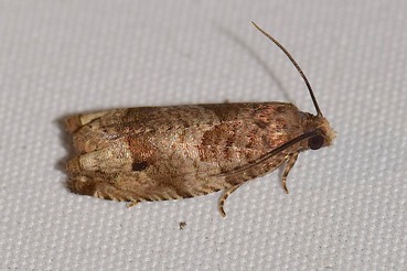 �����������ӥҥ�ϥޥ�a20210629