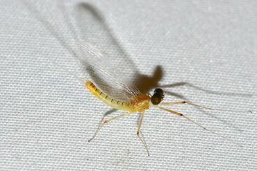 ���������ҥ᥿�˥��參������20250906