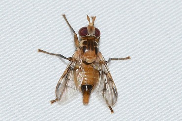 ���ޥ���ϥ���ɥ��Х�20250721