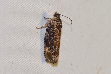 ���������ʥߥҥ�ϥޥ�a20210619