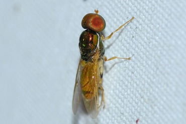 �ϥ饭��ߥ����֡�20250627