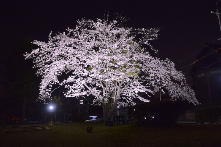 中央公園ライトアップ1