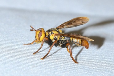 �եȥϥ���ɥ��Х�20250704