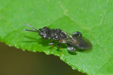 ���˥����֥ȥ��Х�20250629