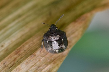 タマカメムシB20200522