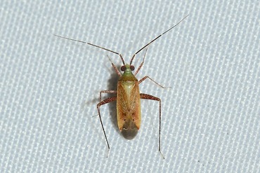 �ĥ�ȥӥޥ��饫���ߥ���20250712