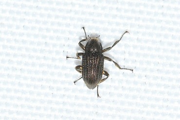 ���٥�ʥ������ɥ��ॷ20250719