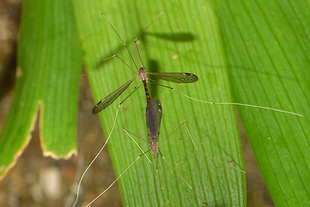 ががんぼ ガガンボモドキ（Ptychopteridae科） : r/Entomology