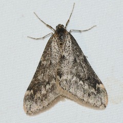 �����Хͥե楷�㥯20260119d