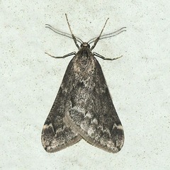 �����Хͥե楷�㥯20260119f