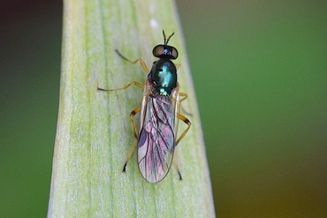 Beris hirotsui20200510a