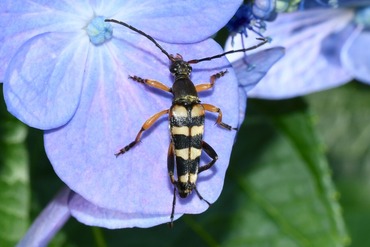 ��ĥ����ϥʥ��ߥ���20250629