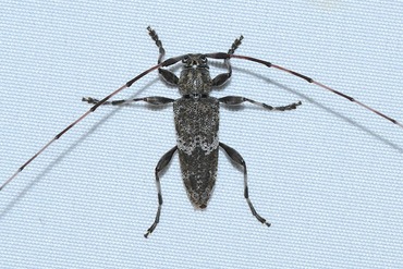 �ҥ��ʥ����֥ȥ��ߥ���20250711