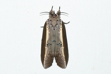 ���󥸥奭�Υ��塞20250925