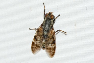 �ޥĥ��ޥ���ҥ������Х�20251012