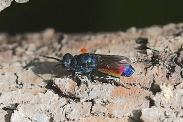 �ĥޥ�饵�������ܥ�20260611