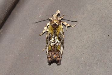 �ߥɥ���ҥ�ϥޥ�20210621