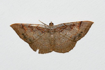 ���饭�ȥ��ꥨ�����㥯20250901