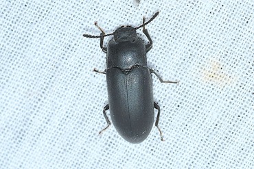 ���˥ĥΥ��ߥॷ���ޥ�20250705��