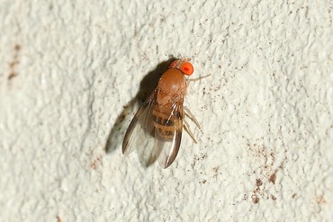 �ʥ����������ͥ��祦���祦�Х�20250902