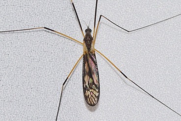 Tipula strix?20180908
