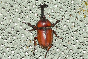 ���֥ȥॷ20250820