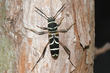 �˥����ޥȥ饫�ߥ���20250627