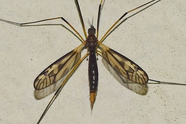 Tipula strix?20190910