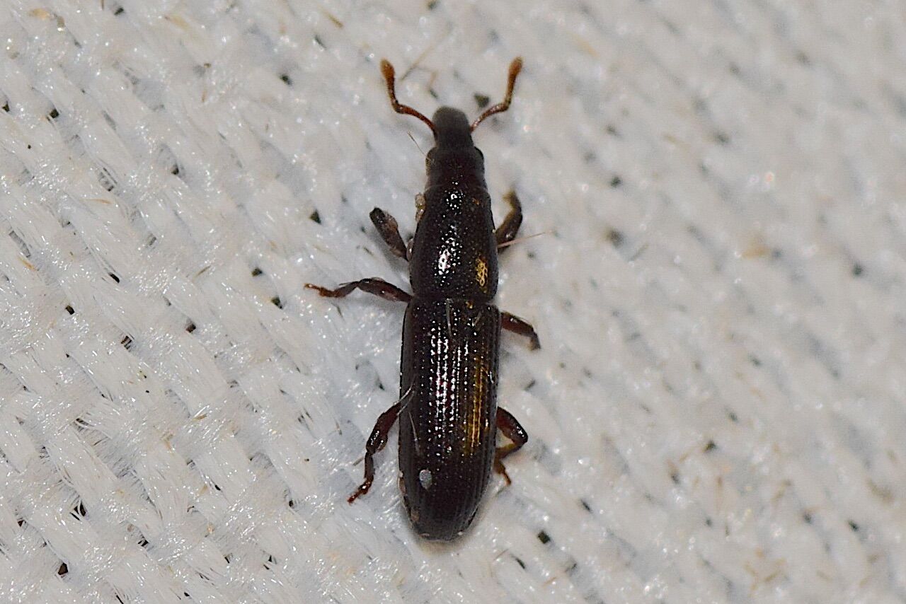 (風物詩6)モリアオガエルの産卵、最盛期へ:山中比叡平の防災
