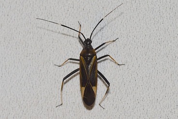 アカスジオオカスミカメ20200523