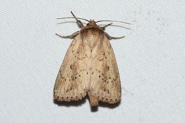 �ƥ󥪥ӥ�ȥ���20250828