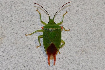 ハサミツノカメムシ20200523