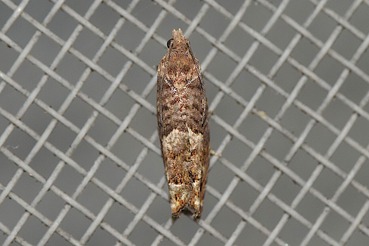 �ޥĥҥ�ϥޥ���20210701